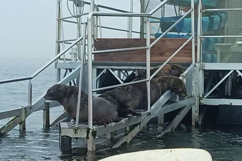 Here they are resting from all the playing on the dock