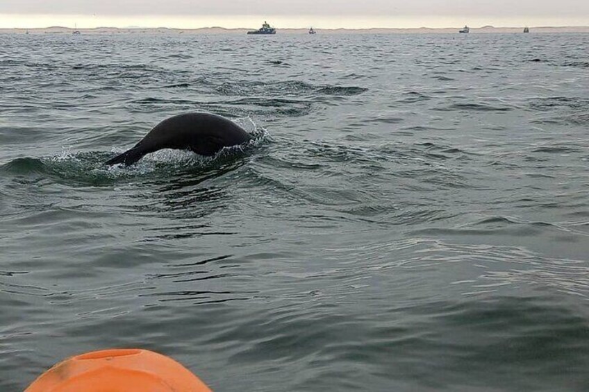 Seal Kayaking at Pelican Point from Walvis Bay 