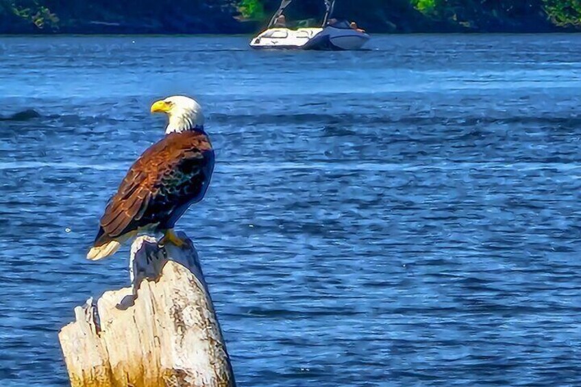 Bald eagles are all around us!