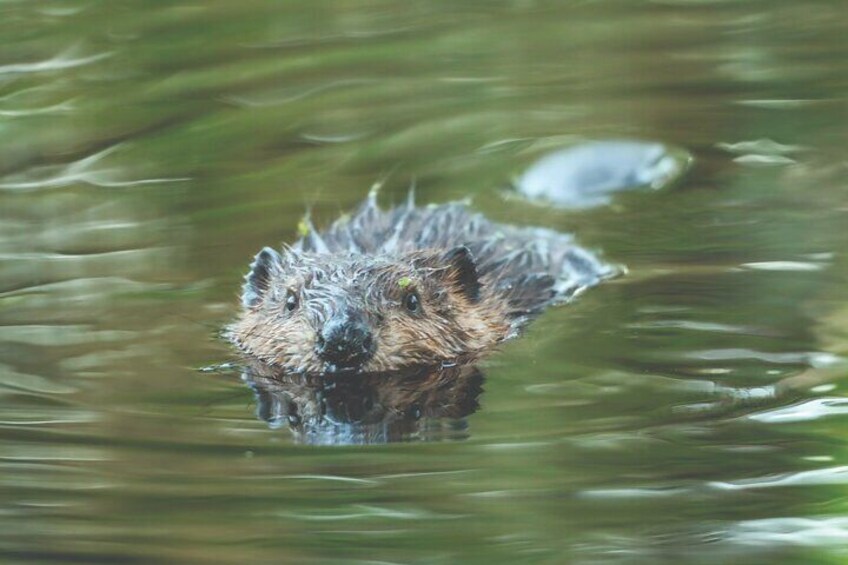 Beavers!