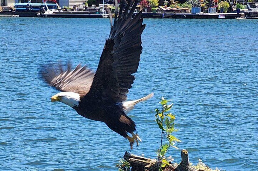 Get up close to Bald eagles