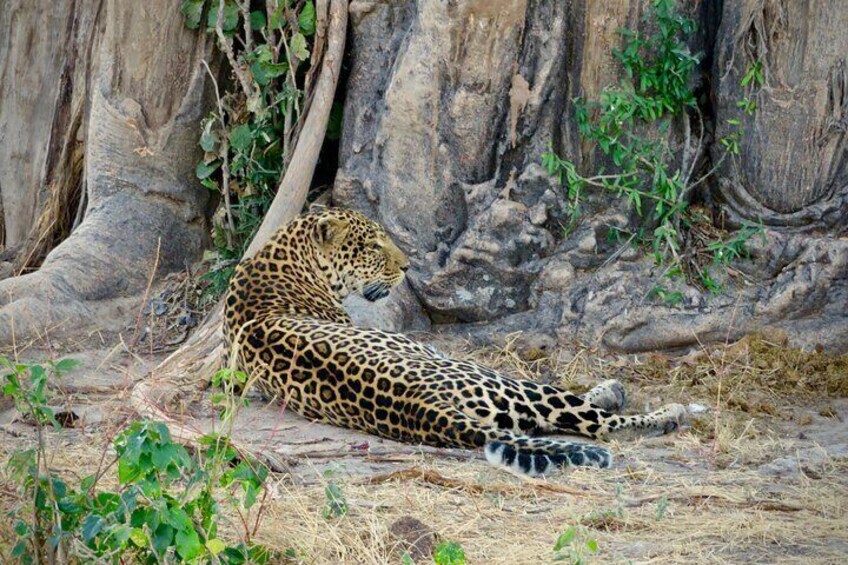 3-Day Private Safari in Mikumi and Udzungwa National Parks