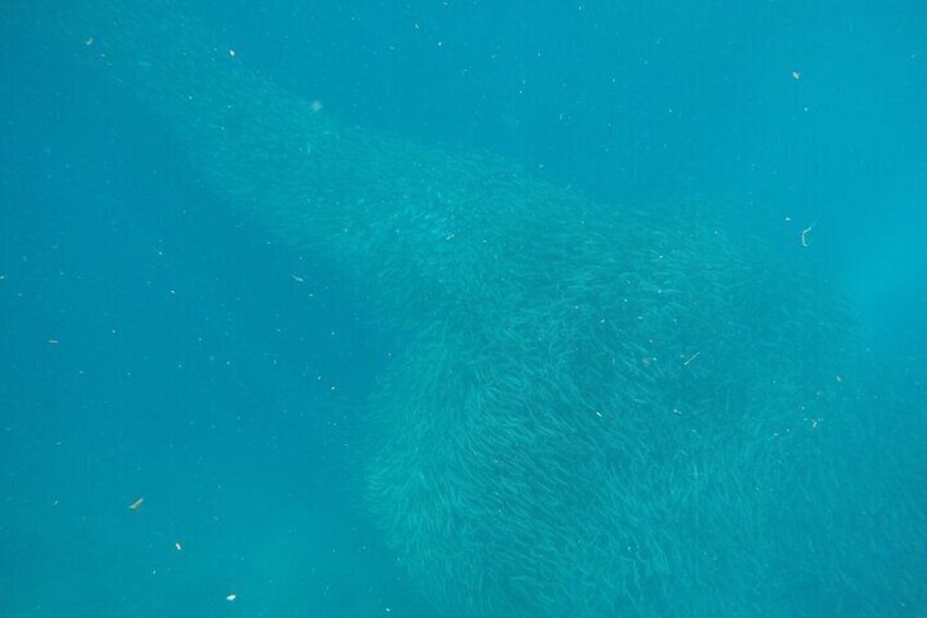 Kawasan Canyoneering and Snorkeling with Sardines with Lunch