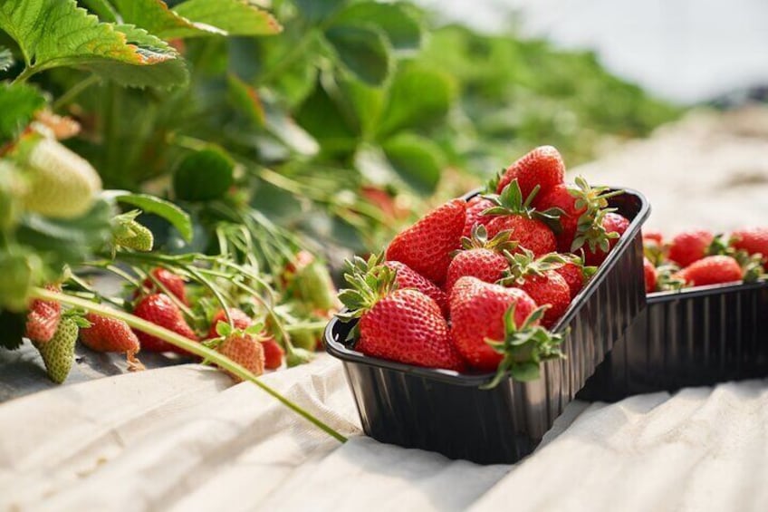 Cheongyang Alps Village Tour Entrance Only and Strawberry Picking