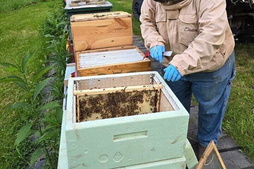 Promise Land Bee Farm Private Tour in Charleston