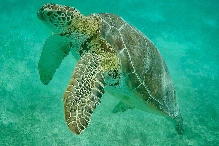 Private Tour Turtles Coral Reef Cenote Beach All inclusive 