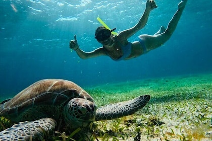 Private Tour Turtles Coral Reef Cenote Beach All inclusive