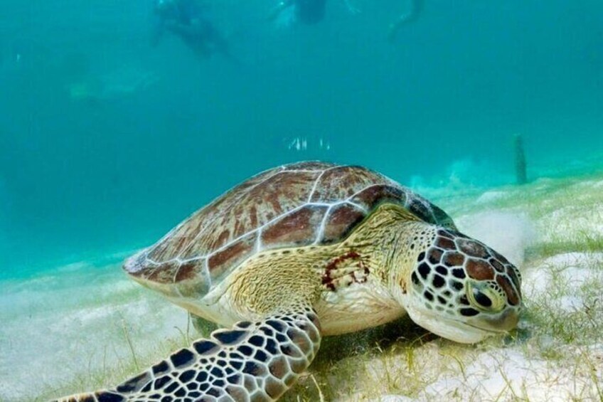 Private Tour Turtles Coral Reef Cenote Beach All inclusive 