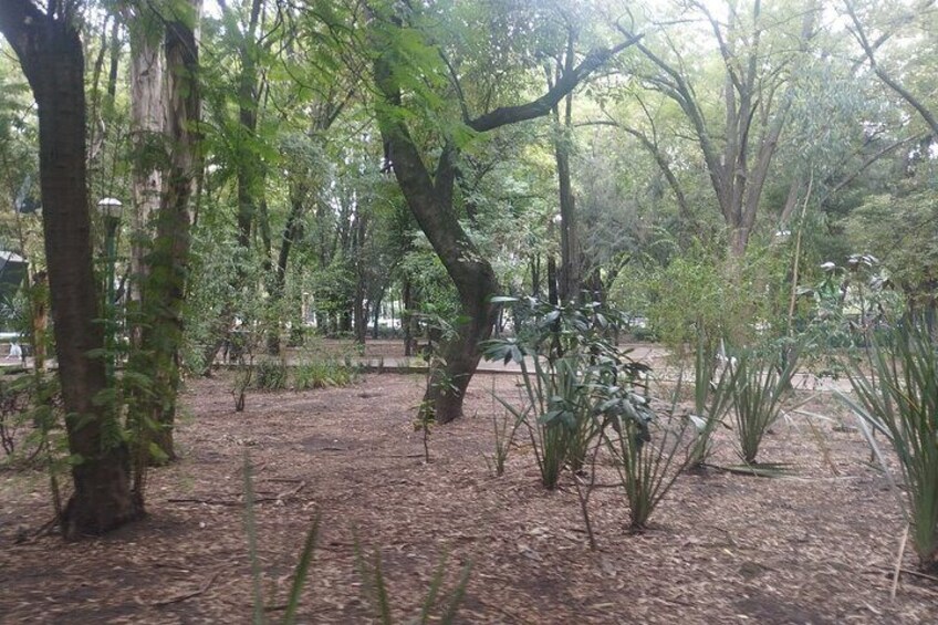 Private guided walking tour in La Condesa neighborhood with transportation
