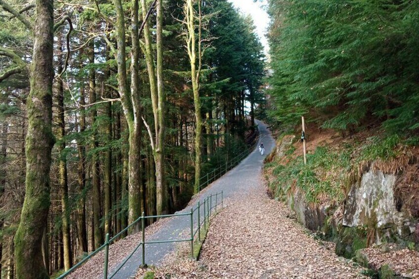 Self-Guided Hike from Bergen's Fish Market up Mount Fløyen