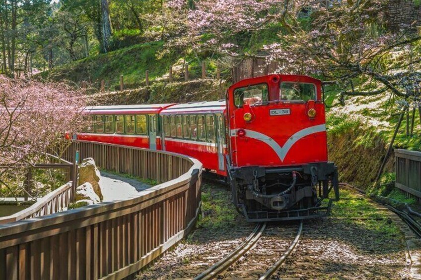 Alishan Day Tour from Taichung, Chiayi or Kaohsiung