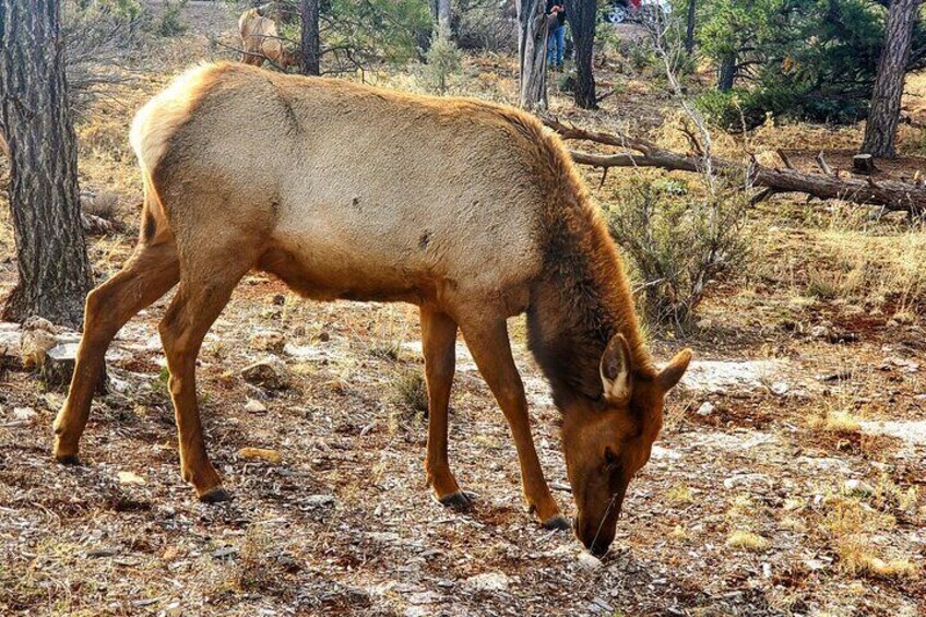 Grand Canyon South Rim Private Tour with Lunch