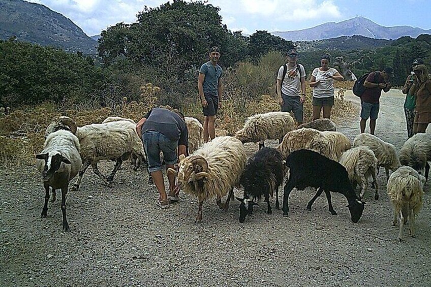 5-Hour Quad Safari in Crete Experience