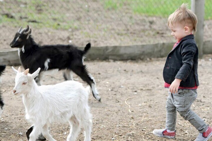 Educational Farm Adventure Tour on Bainbridge Island