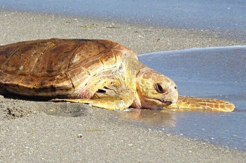 Iztuzu Beach - Turtle Beach Dalyan