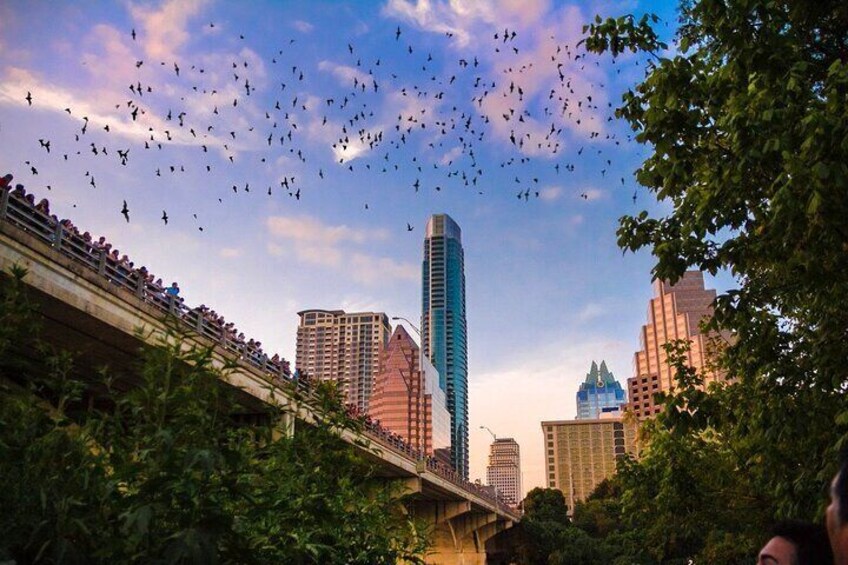 Congress Bridge Boat Tour 