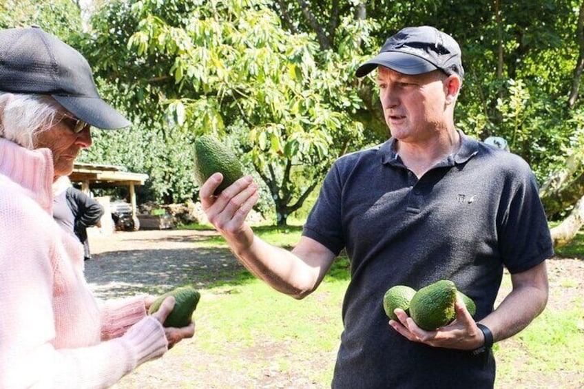 Avocado orchard