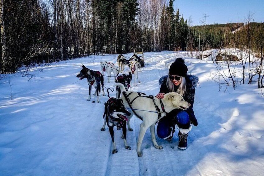 Meet the sled dogs!