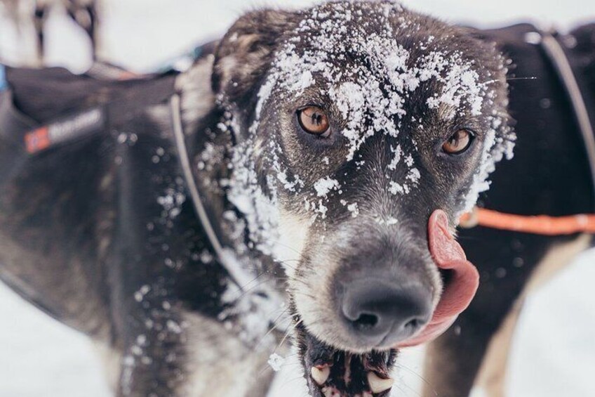 All of our sled dogs live with our on site musher!