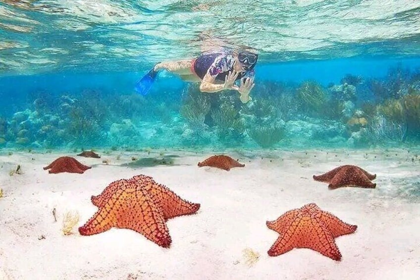 Mangrove tour Lunch and Snorkeling Adventure
