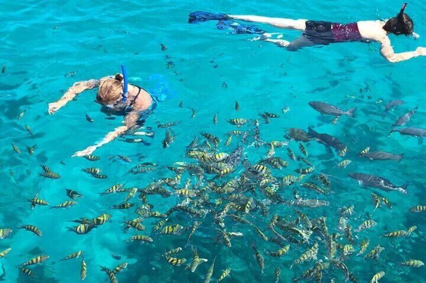 Mangrove tour Lunch and Snorkeling Adventure 