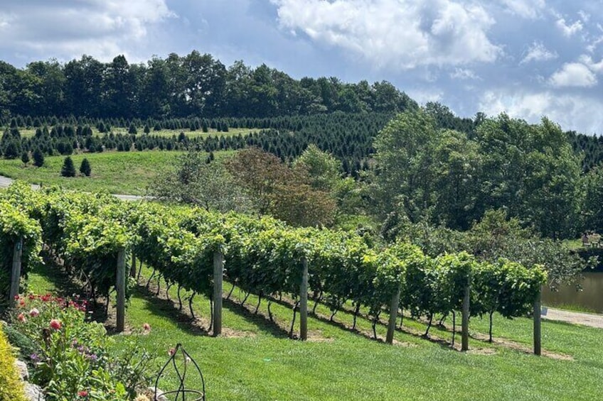 Grandfather Mountain Private Wine & Dine Tour from Asheville