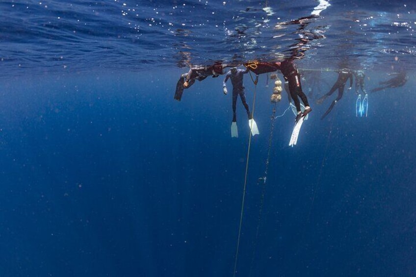 Beginner Freediving Course (with Bonus Session)