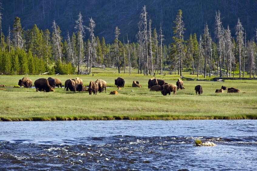 Beartooth Highway Self-Guided Driving Audio Tour