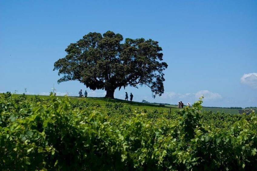 Vines and nature