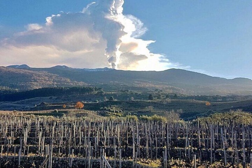 Wine Tasting in Panoramic Winery on Mount Etna