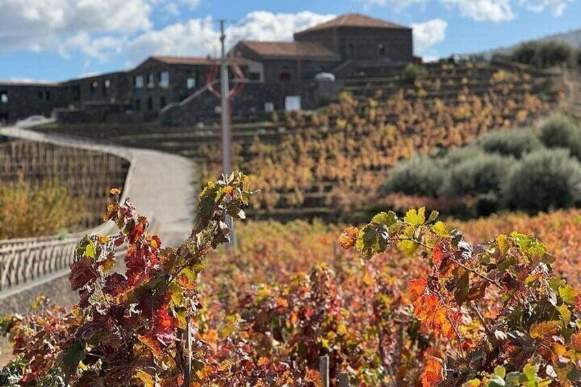 Wine Tasting in Panoramic Winery on Mount Etna