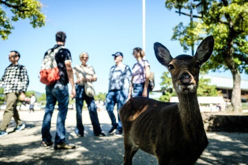 Hiroshima and Miyajima A Walk Through of History and Peace