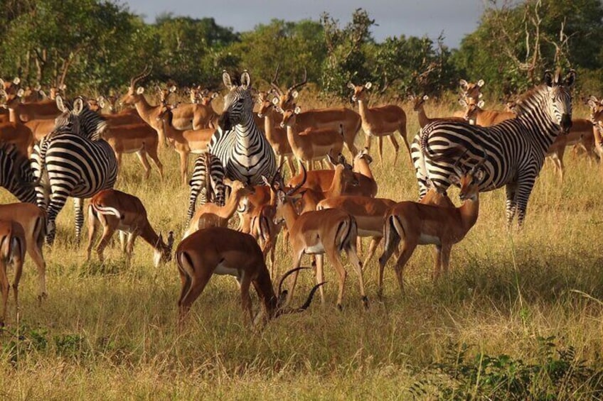 2 Day Private Safari Boat Cruise in Isimangaliso Park from Durban