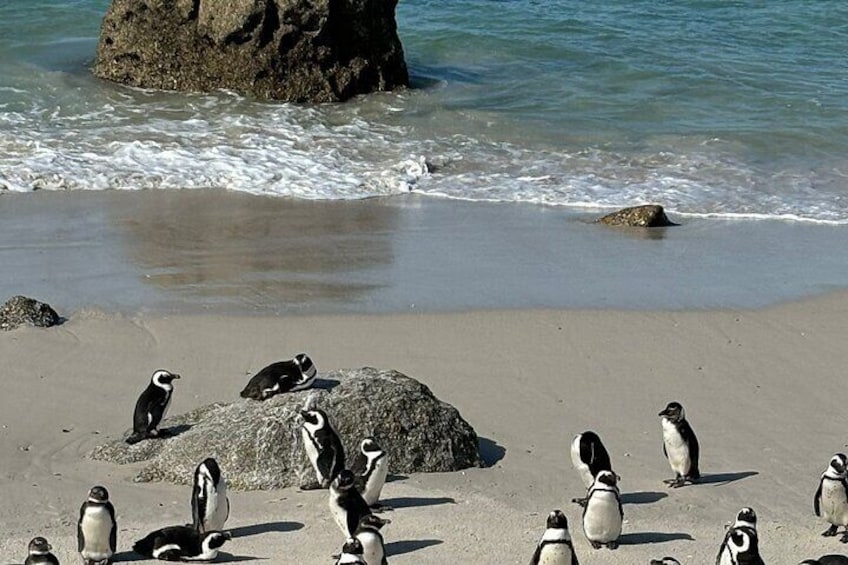 Private Table Mountain Cape Peninsula and Penguin Colony Tour