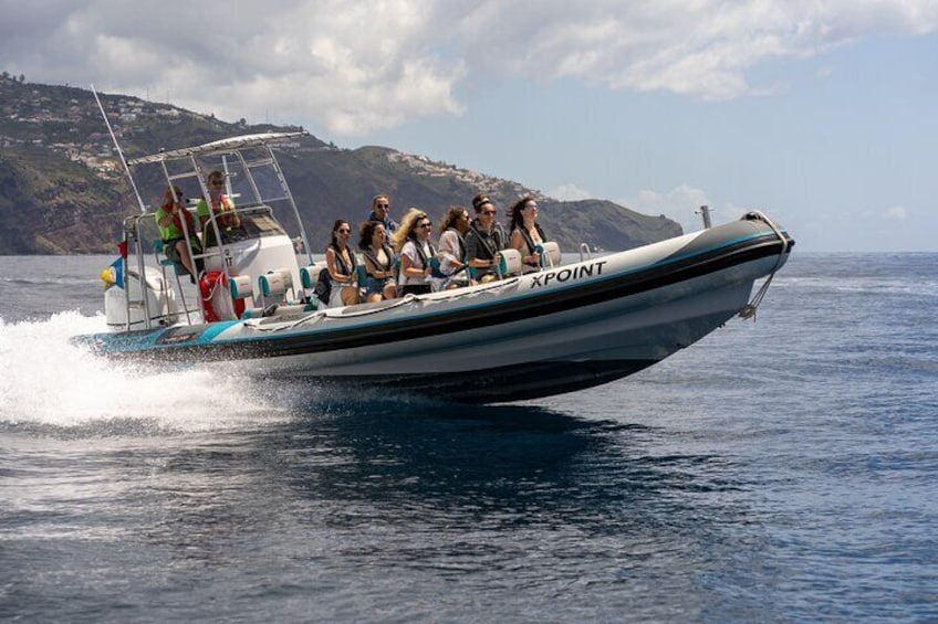 Dolphins and Whales Watching Tour by RIB boat in Funchal