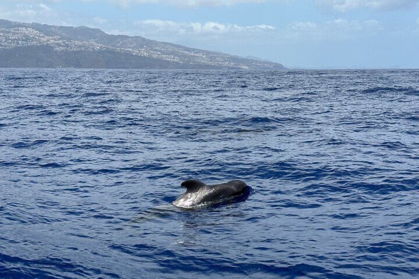 Dolphins and Whales Watching Tour by RIB boat in Funchal