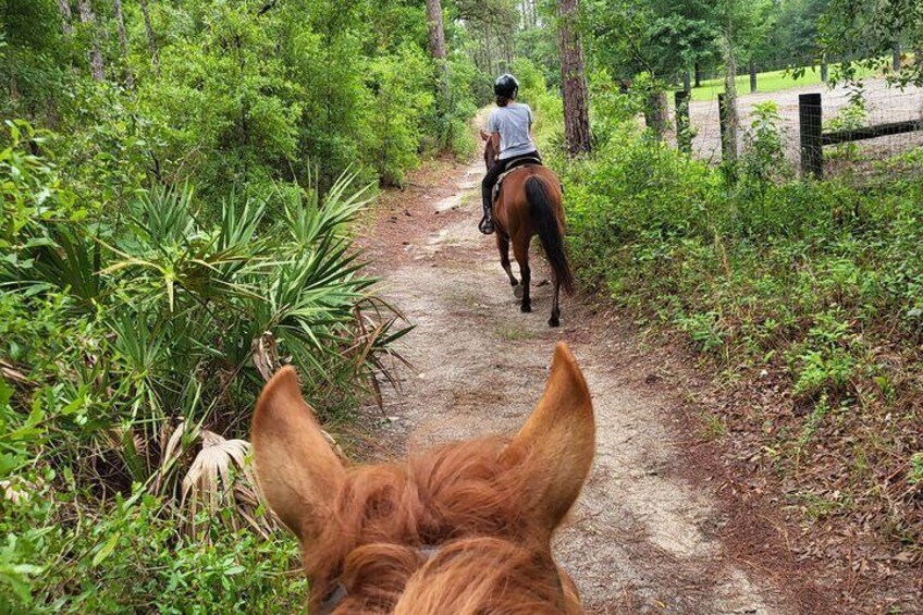 Shaded Trails Horse Ride