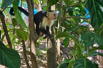 Shore Excursion: Roatan Wildlife Eco-Park & Snorkelling Adventure