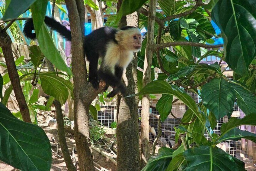 Roatan Monkey/Sloth Park with Chocolate/Rum Tasting and Snorkel