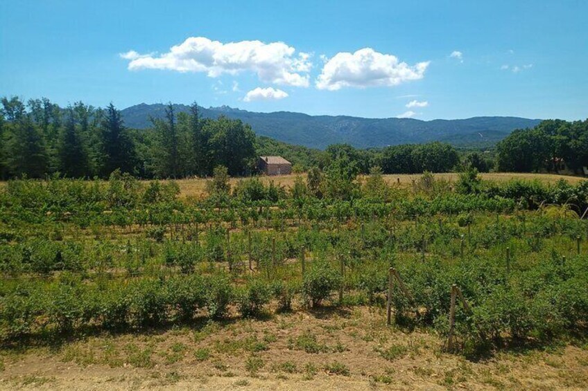 Distillates unique in the world, aromas and flavors of wild Sardinia