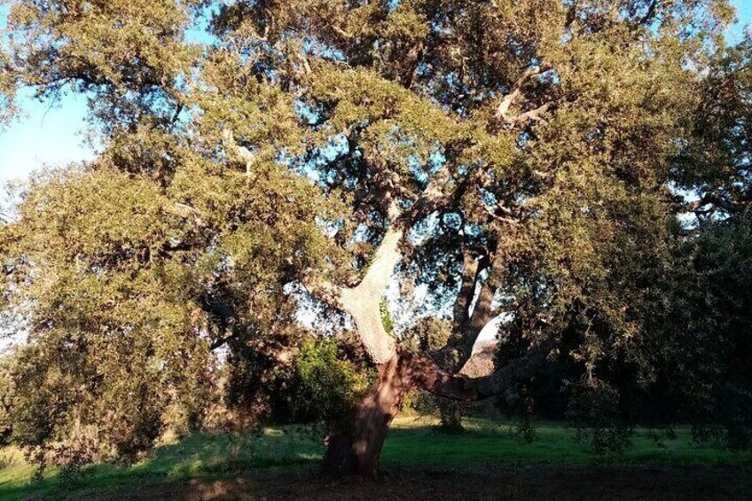 Distillates unique in the world, aromas and flavors of wild Sardinia