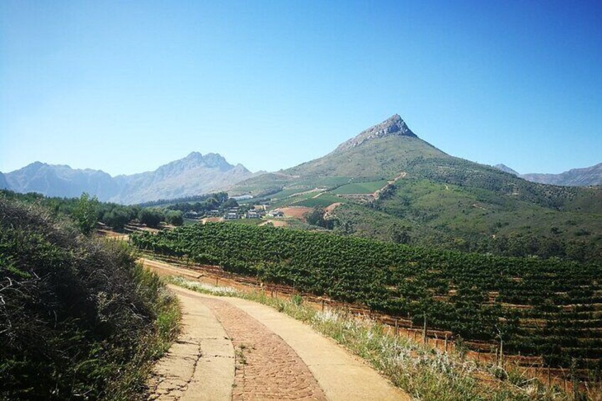 Stellenbosch Shared E-bike & Wine Tour 