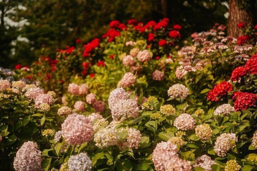 Hallimpark hydrangea