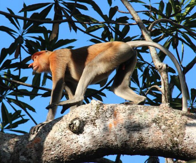 Cruise the Klias River: Exciting Day Tour