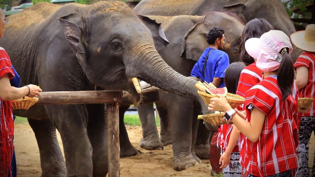 Picture 5 for Activity Bangkok Elephant Park: HD Elephant Experience (No Transfers)