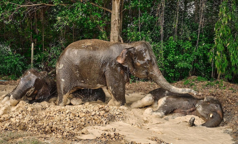 Picture 16 for Activity Bangkok Elephant Park: HD Elephant Experience (No Transfers)