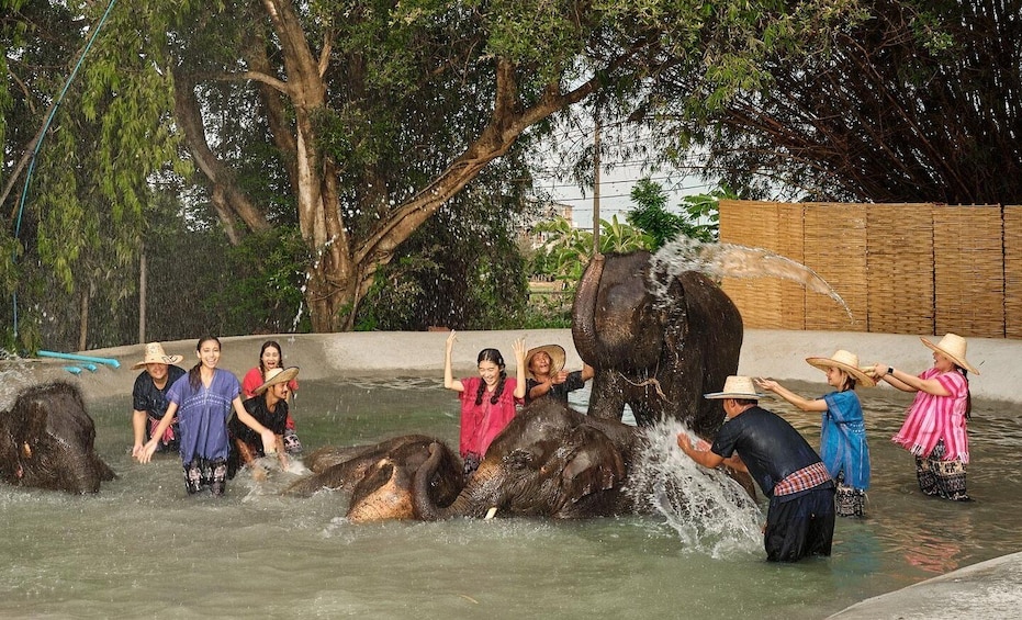 Picture 4 for Activity Bangkok Elephant Park: HD Elephant Experience (No Transfers)