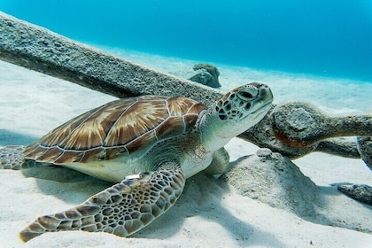 Turtle Swim at TurtleBay visit Flamingos & KnipBeach Safari Lorry