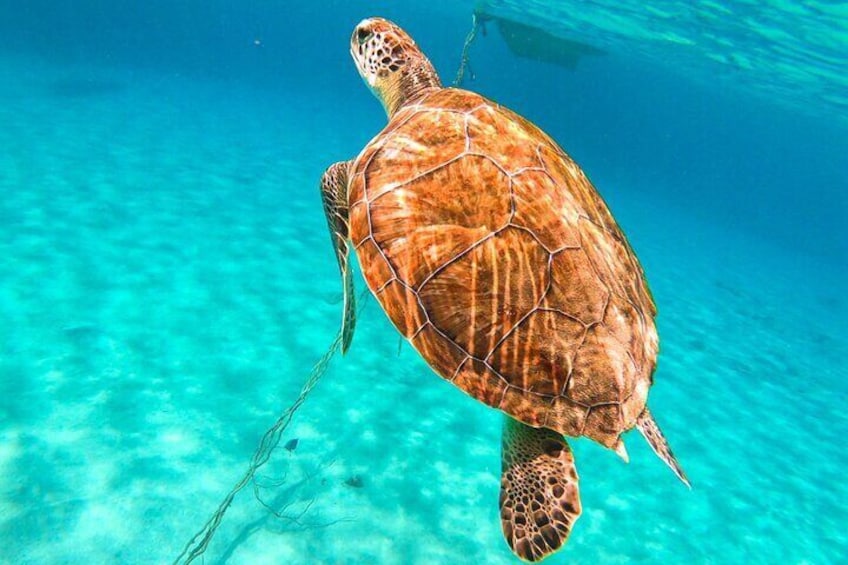 Turtle Swim at TurtleBay visit Flamingos & KnipBeach Safari Truck