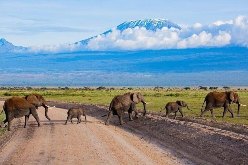 6 Days Group Multi Day Tour Masai Mara Lake Nakuru and Amboseli